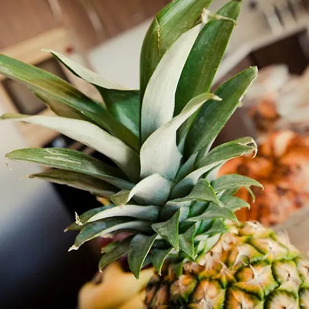 Soleil Gozo (adults Only)